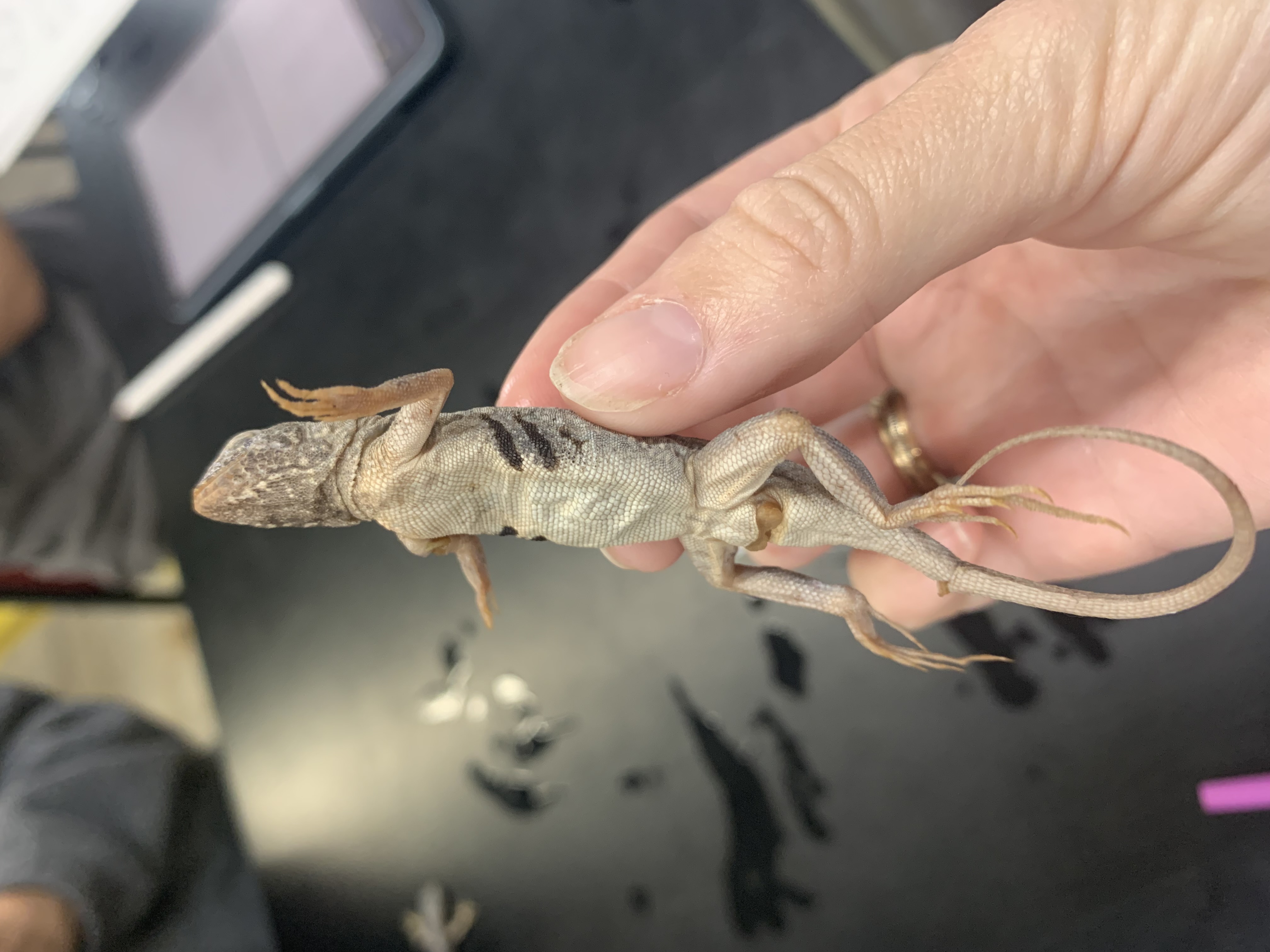 Squamata, Phrynosomatidae, Holbrookia propinqua