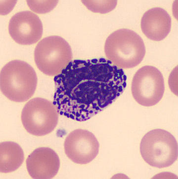 <p>basophils</p>