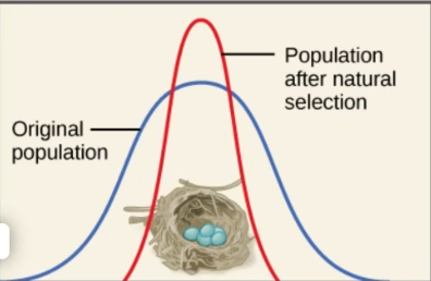 <p>Stabilizing Selection</p>