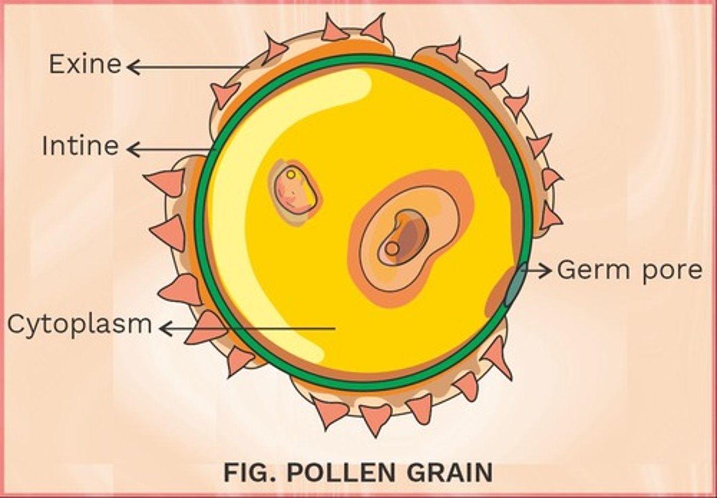 <p>The outer layer of the pollen grain made up of sporopollenin.</p>