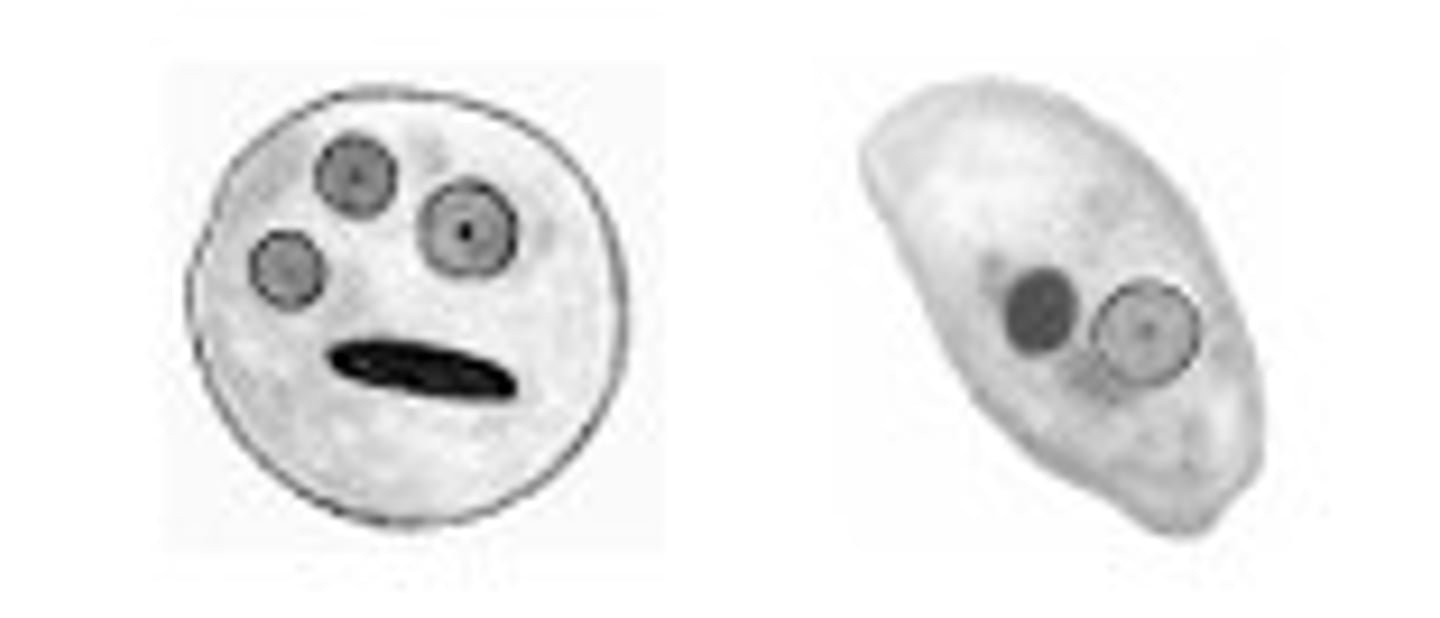 <p>Identify the parasite</p>