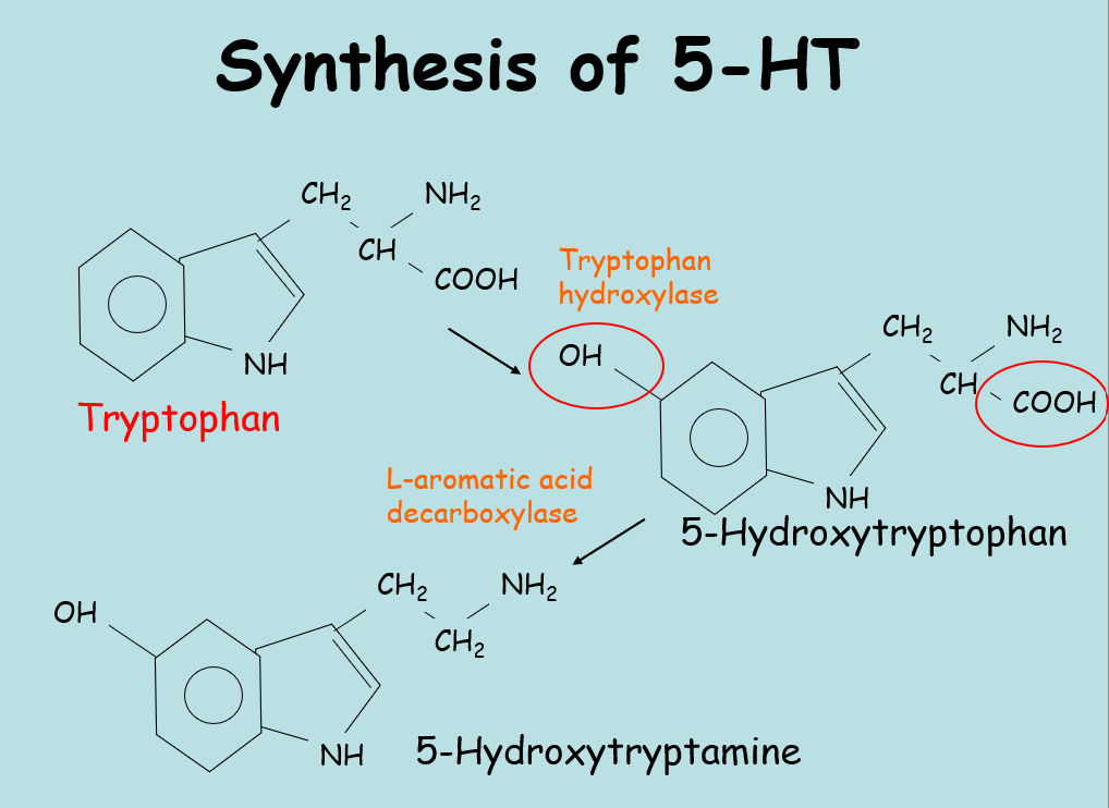 <ul><li><p>synthesised in the enterochromaffin cells in the gut </p></li><li><p>90% of teh bodys 5HT found in the gut </p></li><li><p>can be stored in platelets but not synthesised there </p></li><li><p>avg adult contains 5mg of 5HT </p></li></ul><p></p>