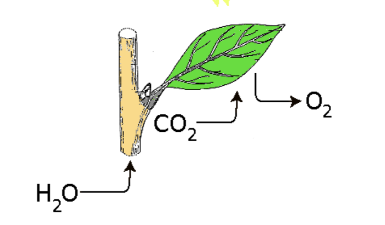<p>sunlight, carbon dioxide (CO2), water (H2O), chlorophyll</p>