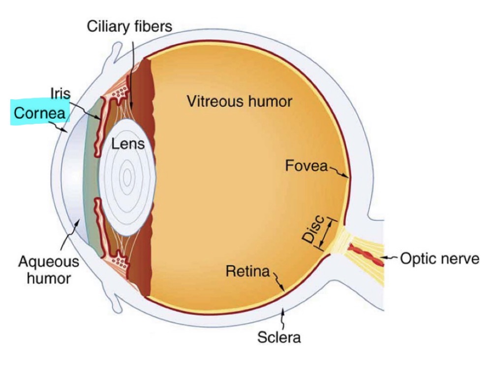 <p><u>Anterior Chamber</u></p><p>Cornea</p>