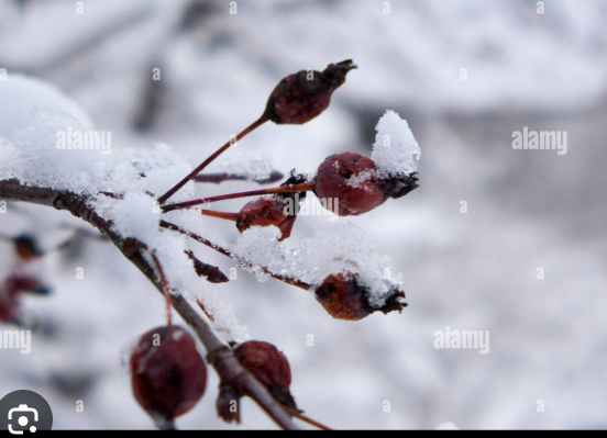 <p>MALUS HUPAHENSIS</p>