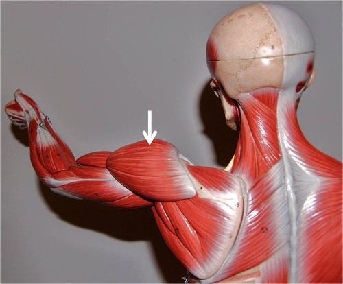 <p>shoulder, abduction of the arm; can contribute to flexion, extension, and rotation of the arm</p>