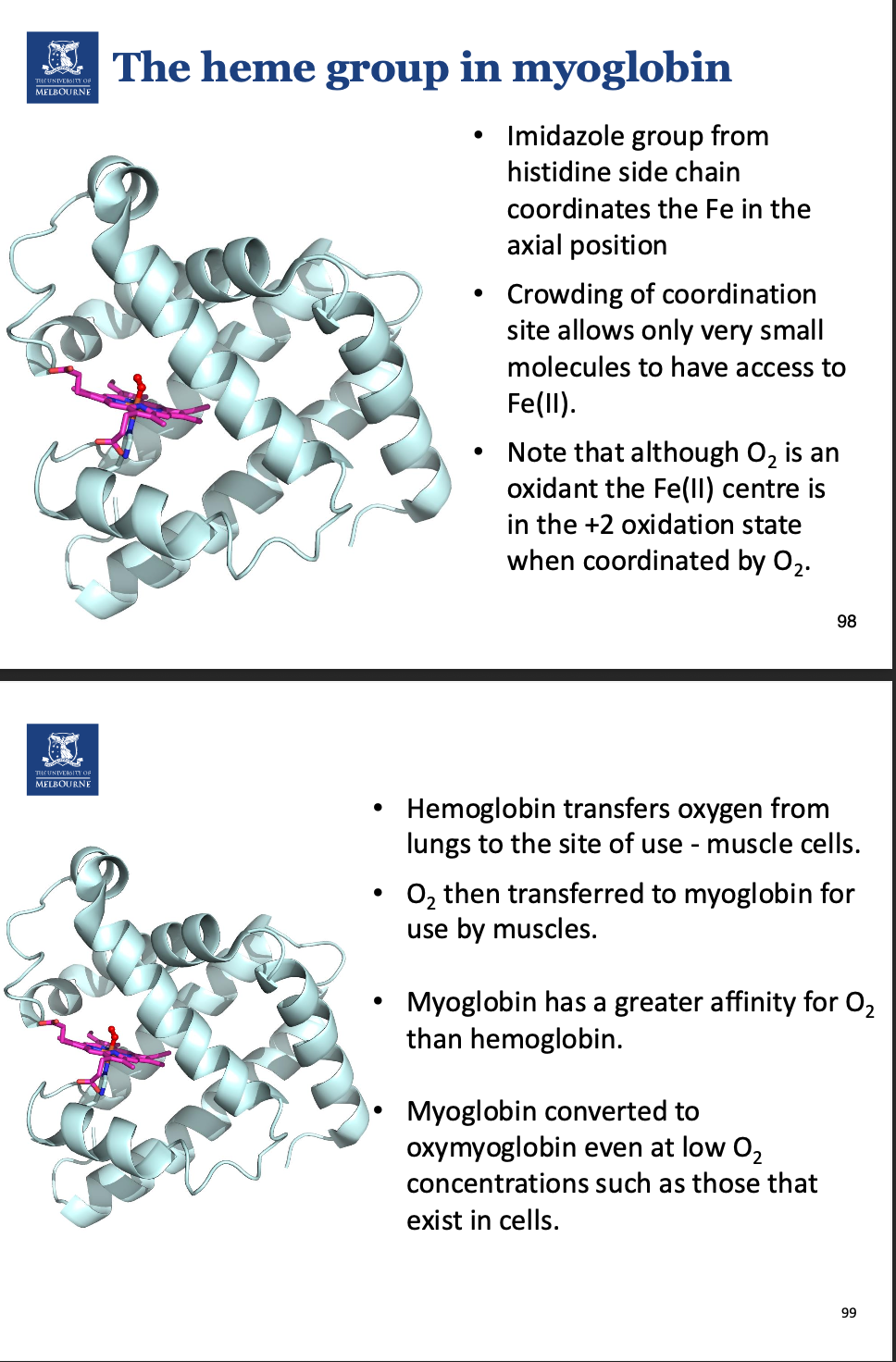 <ol><li><p>Ensures Fe binds in the correct position.</p></li><li><p>Ensures specificity of Fe.</p></li><li><p>Ensures Fe2+ stays as Fe2+, and allows oxygen to reversibly bind.</p></li></ol><p></p>