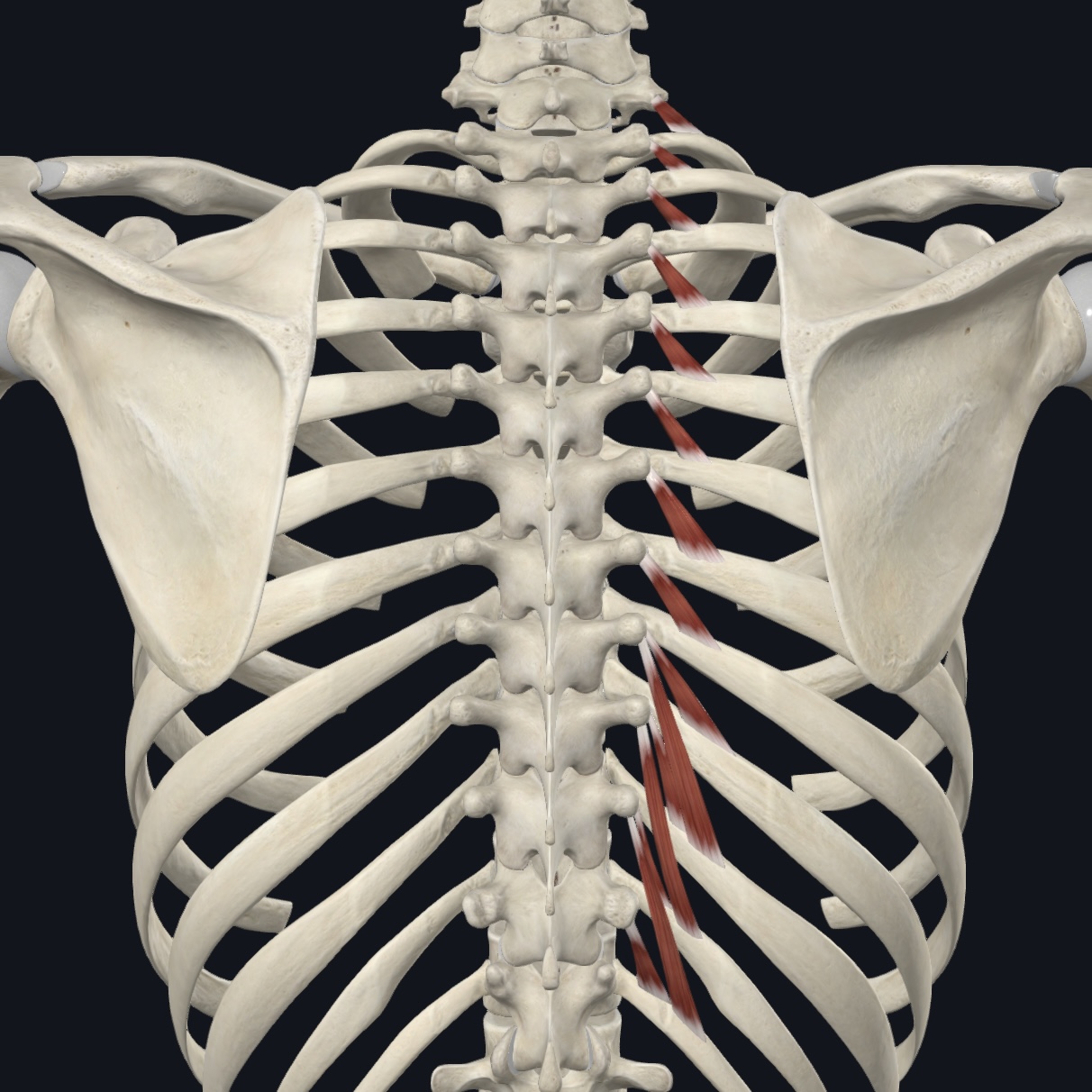 <p>Posterior rami C8-T11</p>