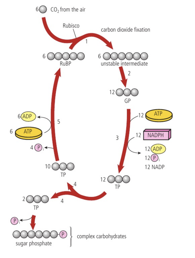 <p>The 3-carbon molecules of GP form two other 3-carbon molecules called triose phosphate (TP) via a reduction reaction. The hydrogen needed for this is supplied by reduced NADP. Energy is also needed and is supplied by ATP.</p>