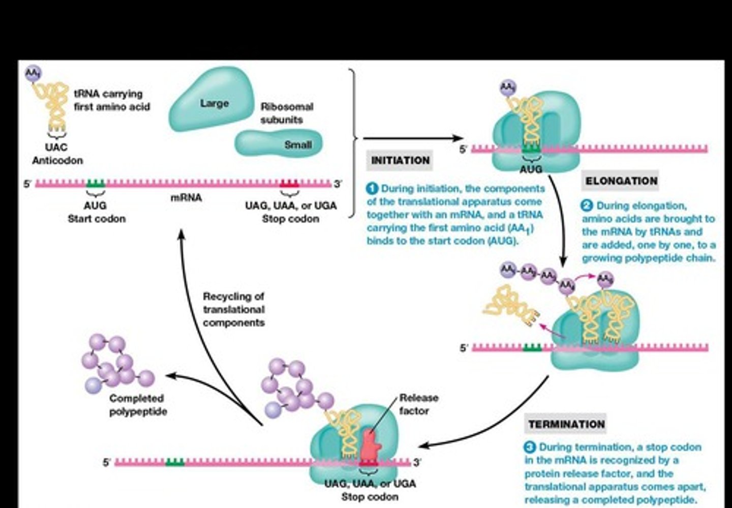 <p>Process of converting RNA into polypeptides.</p>