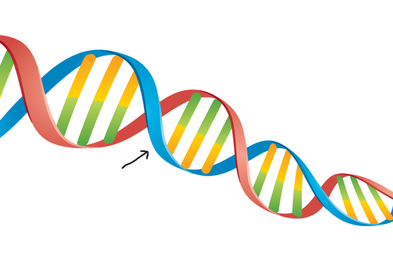 <p>Where is this molecule normally found in a eukaryotic cell?</p>