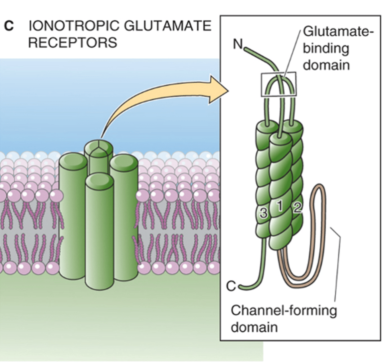 <p>In the dark, what happens with OFF bipolar cells?</p>