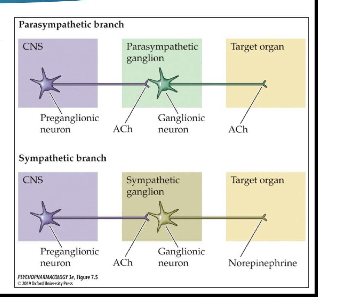 <p>only ACh NT being released in the pathway</p>
