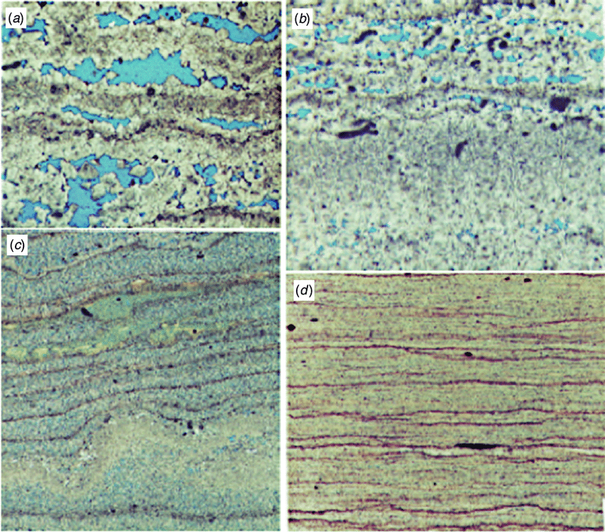 <p>Happen in muddy carbonates, outsized pores are filled with cement. These pore spaces are kept open by gas bubbles escaping upward (from organic decay) that get trapped and allow for cementation </p>