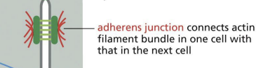 <p>enormous protein complexes made up of 100s-1000s of cadherins and are important link between two epithelial cells.</p><p></p><p>Cadherins bind to cytosolic adaptor proteins that link to actin cytoskeleton.</p>