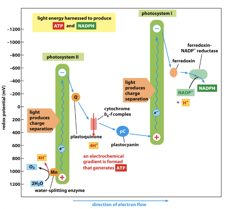 <ul><li><p>where light reactions occur during photosynthesis</p></li><li><p>2 of them are coupled in thylakoid membrane → light harvested <strong>twice</strong></p></li><li><p><strong>Z scheme</strong> of redox potential</p></li><li><p>evolved from <strong>cyanobacteria</strong> (produced first O<sub>2</sub> in atmosphere = Great Oxidation Event) → algae → plants</p></li><li><p>has a <strong>Light Harvesting Complex (LHC)</strong> → consists of hundreds of bridging chlorophylls</p></li><li><p>has a reaction center w/ <strong>special</strong> pair of chlorophylls</p></li><li><p>light energy captured by chlorophylls in LHC → funneled to special pair in reaction center</p><ul><li><p>capture light of different wavelengths → absorbed energy transmits <strong>one-by-one</strong> thru resonance energy transfer</p></li></ul></li><li><p>energy excites e<sup>-</sup> → ejects from special chlorophyll in reaction center to e<sup>-</sup> carrier</p></li></ul><p></p>