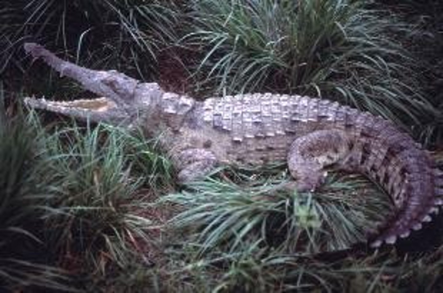 <p>Juvenile crocodiles are prey to caiman, while adults become predators.</p>