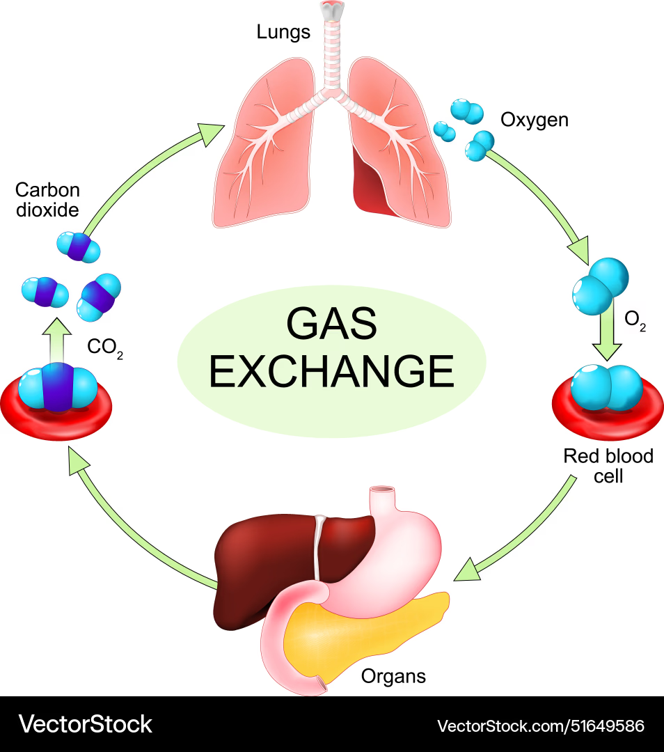 <ol><li><p>Air is taken in through the mouth/nasal cavity, passes through the larynx, and enters the trachea</p></li><li><p>Air in the trachea divides into two bronchi, each going into a lung</p></li><li><p>Bronchi divide into bronchioles in the lungs</p></li><li><p>Bronchioles end in clusters of alveoli, where gas exchange by diffusion takes place</p></li><li><p>Pulmonary capillaries supply the alveolar wall</p></li></ol><p></p>
