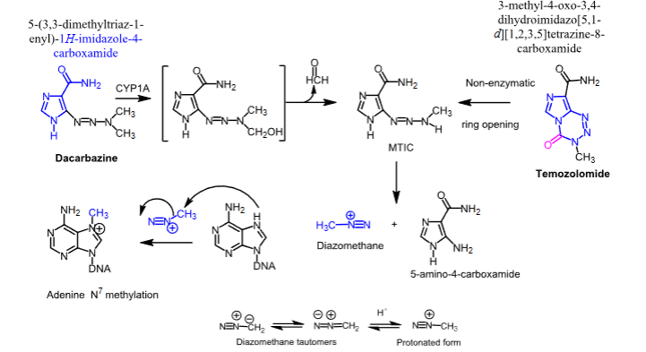 <p>- <span style="color: red"><strong>Carbon-based alkylating agents</strong></span></p><p>- <span style="color: red"><strong>Dacarbazine</strong></span><strong> —&gt; undergoes a CYP1A mediated conversion to MTIC</strong></p><p>- <span style="color: red"><strong>Temozolomide</strong> </span><strong>—&gt; undergoes a hydrolytic ring opening to MTIC</strong></p><p>- <span style="color: red"><strong>MTIC undergoes decomposition to the highly reactive diazomethane, which methylates DNA</strong></span></p>