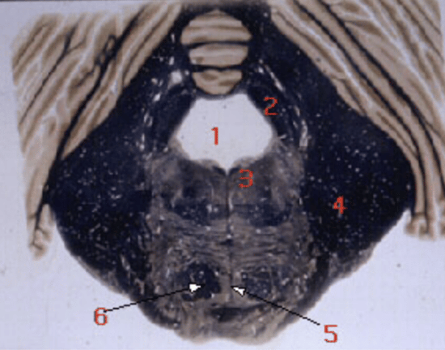 <p>corticopontine, corticospinal, corticobulbar fibers</p>