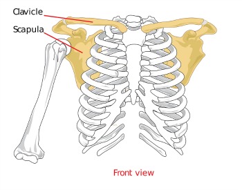 <p>Scapula and Clavicle</p>