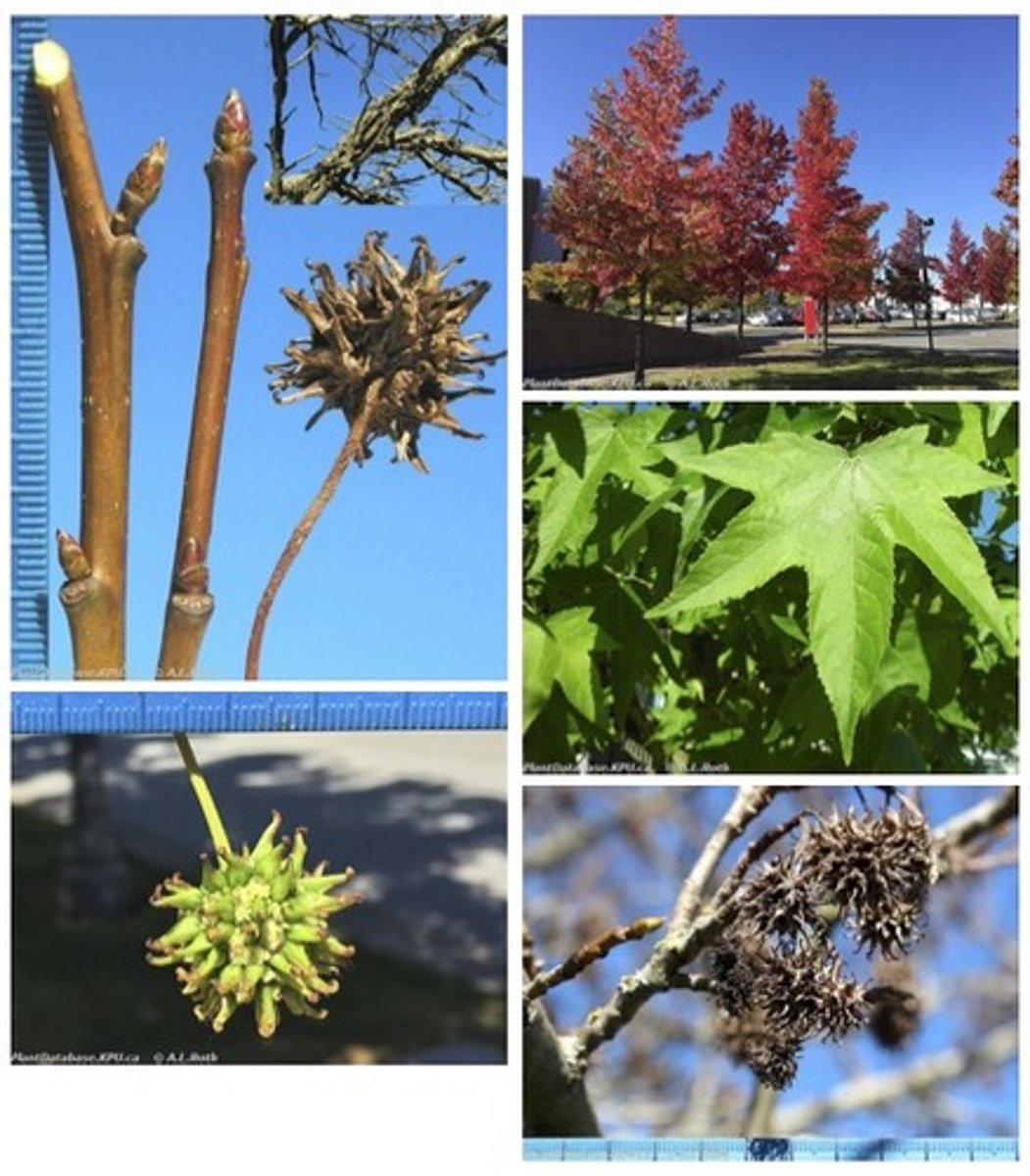 <p>Altingiaceae Liquidambar styraciflua</p>