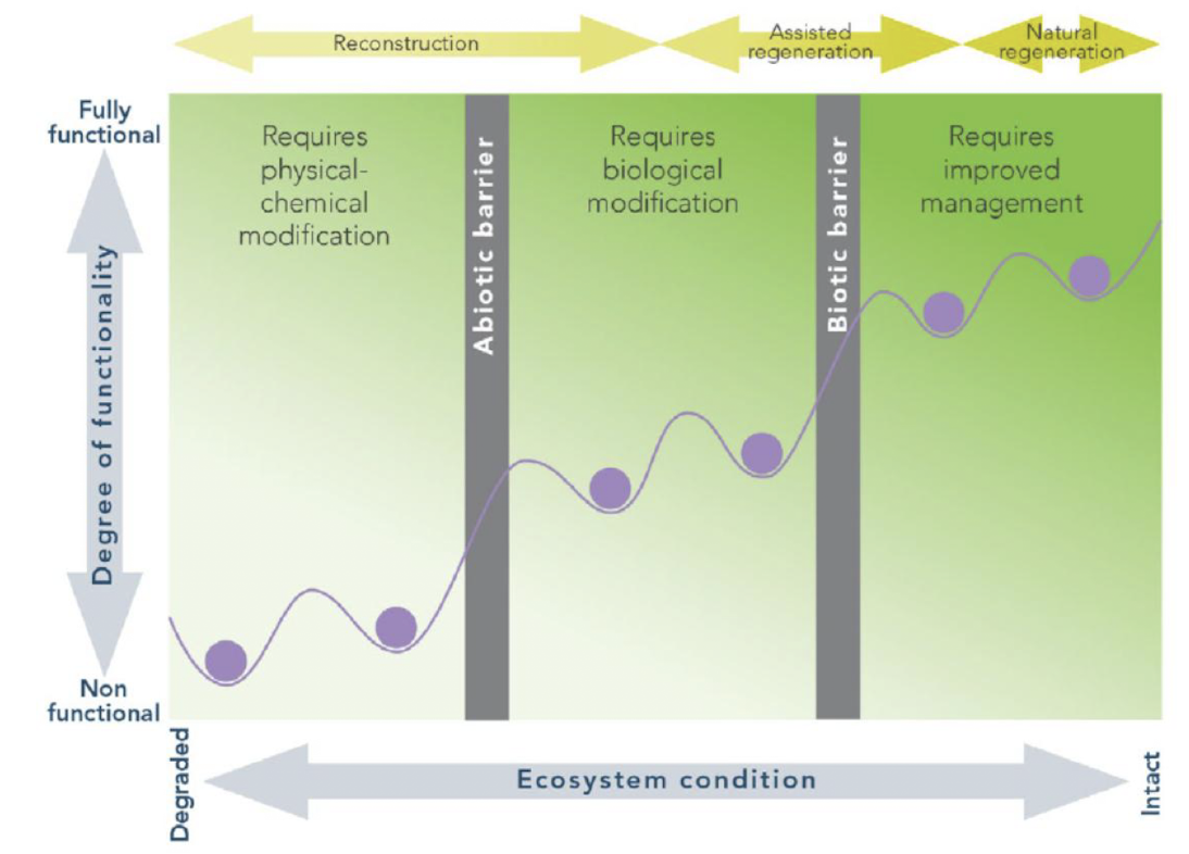 <p>assists natural processes of recovery that are carried out by the effects of time on physical processes </p><p>the responses and interactions of the biota throughout their life cycles</p><p>goal to promote capacity for self-organization and resilience for future stress</p><p>harness the potential for remnant species to regenerate</p><p>three approaches: natural regen, assisted regen, and reconstruction</p>