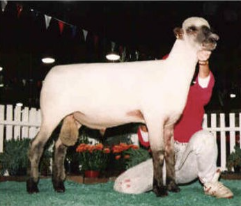 <ul><li><p>cotswolds x hampshires </p></li><li><p>one of the largest breeds </p></li><li><p>produces the heaviest fleece of any of the down breeds </p></li><li><p>in the UK, it’s a specialist breed to cross with commerical crossbred ewes for meat production</p></li><li><p>breed categories: medium wool, meat, down</p></li><li><p>distribution: UK, north america, europe, south america</p></li></ul><p></p><p></p>