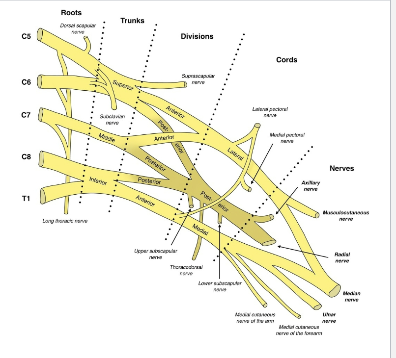 <ul><li><p><strong>Musculocutaneous nerve</strong> → anterior arm (flexors, skin of lateral forearm)</p></li><li><p><strong>Axillary nerve</strong> → deltoid &amp; teres minor, skin of shoulder</p></li><li><p><strong>Radial nerve</strong> → posterior arm &amp; forearm (extensors, back of hand)</p></li><li><p><strong>Median nerve</strong> → anterior forearm (flexors), most hand <strong>lateral palm &amp; fingers</strong></p></li><li><p><strong>Ulnar nerve</strong> → forearm &amp; most hand <strong>medial side</strong> (funny bone nerve)</p></li></ul><p></p>