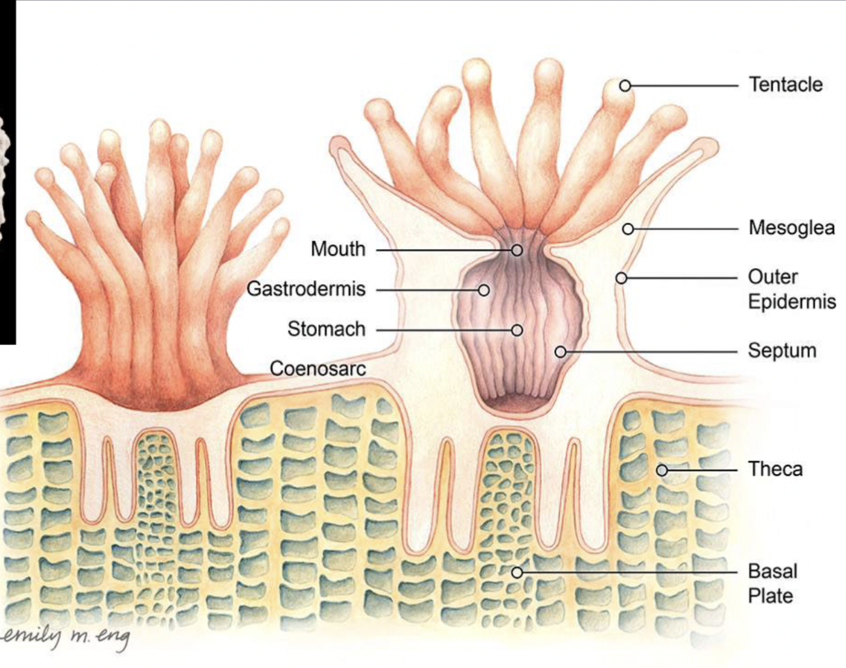 <ul><li><p>Coral polyps are all stomach and tentacles</p></li><li><p>With stinging cells on tentacles</p></li><li><p>They secrete CaCO3 to build a hard outer skeleton</p></li></ul>
