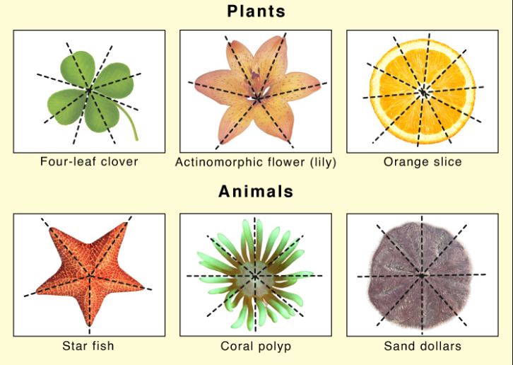 <p>It’s the symmetry of animals that splits body parts around a central point with multiple planes of symmetry</p>