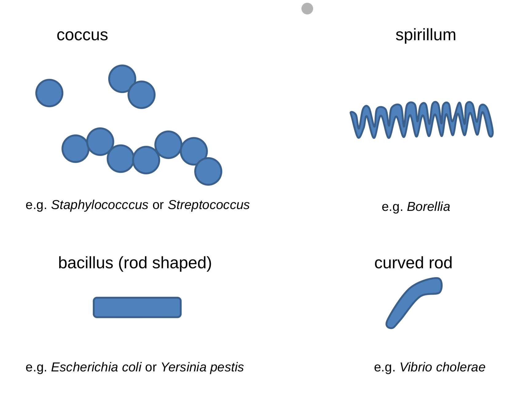 <ul><li><p class=""><strong>Cocci</strong> – Spherical</p><ul><li><p class=""><strong>Diplococci</strong> – In pairs</p></li><li><p class=""><strong>Streptococci</strong> – In chains</p></li><li><p class=""><strong>Staphylococci</strong> – In grape-like clusters</p></li><li><p class=""><strong>Tetrads</strong> – Groups of 4 in a square</p></li><li><p class=""><strong>Sarcinae</strong> – Groups of 8 in a cube</p></li></ul></li><li><p class=""><strong>Bacilli</strong> – Rod-shaped</p><ul><li><p class=""><strong>Coccobacilli</strong> – Short, rounded rods</p></li><li><p class=""><strong>Vibrios</strong> – Comma-shaped rods</p></li></ul></li><li><p class=""><strong>Spirilla</strong> – Spiral-shaped, rigid</p></li><li><p class=""><strong>Spirochetes</strong> – Spiral-shaped, flexible</p></li><li><p class=""><strong>Mycelium</strong> – Network of long, thread-like cells</p></li><li><p class=""><strong>Pleomorphic</strong> – Can change shape or have many shapes</p></li></ul><div data-type="horizontalRule"><hr></div><p class=""></p>