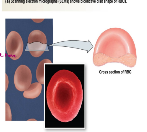 <ul><li><p>5 million per microliter of blood (4-6)</p></li><li><p>live 120 days (turned over by spleen)</p><ul><li><p>reproduced in bone marrow (stem cells located here)</p></li></ul></li><li><p>anuclear upon maturity</p></li><li><p>do not have organelles</p></li><li><p>specialized for O2 transport</p><ul><li><p>responsible for a small quantity of CO2 transport</p></li></ul></li><li><p>no MHC1 so we cab do blood transfusions</p></li></ul><p></p>