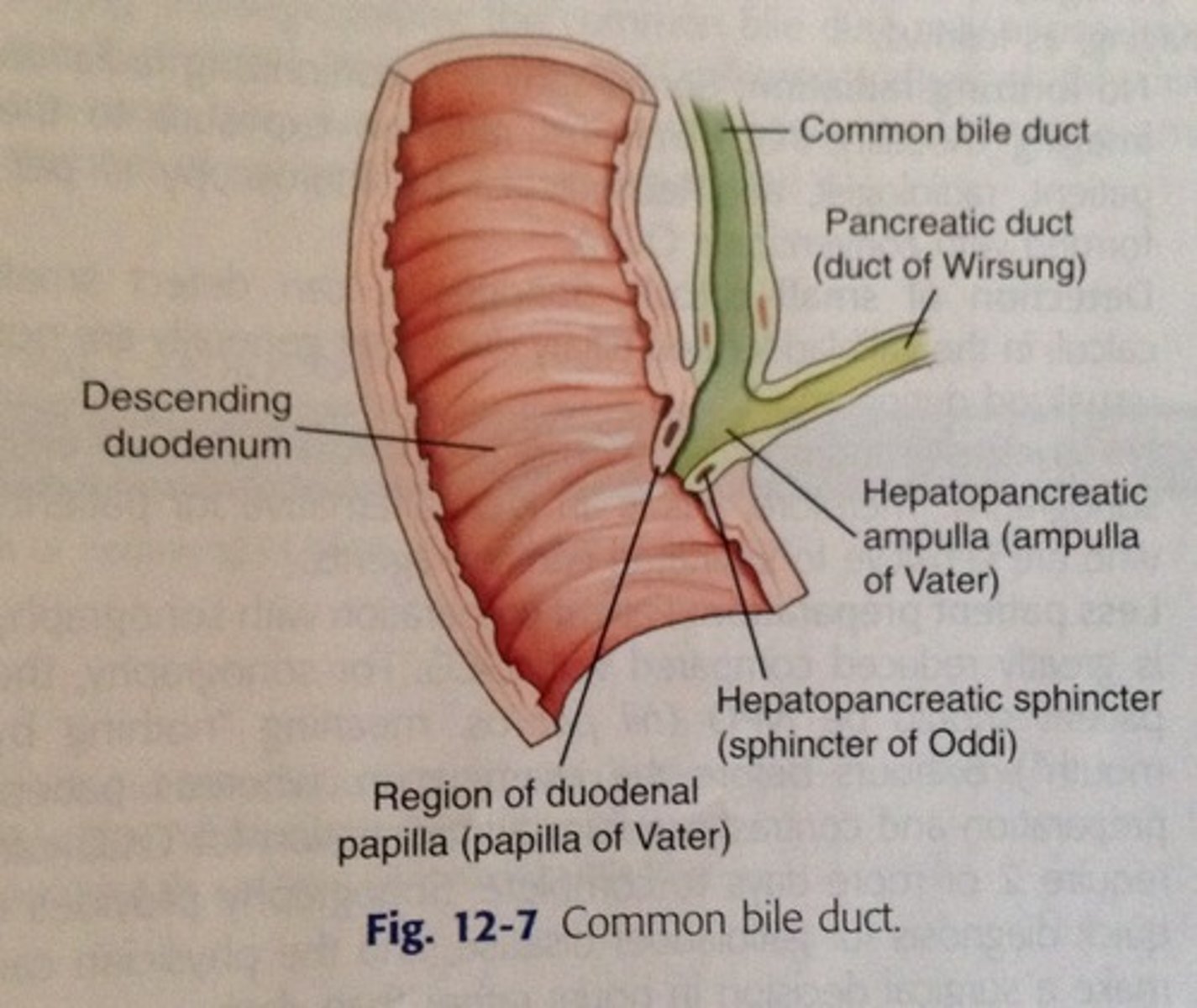 <p>duct of Wirsung; ampulla of Vater</p>
