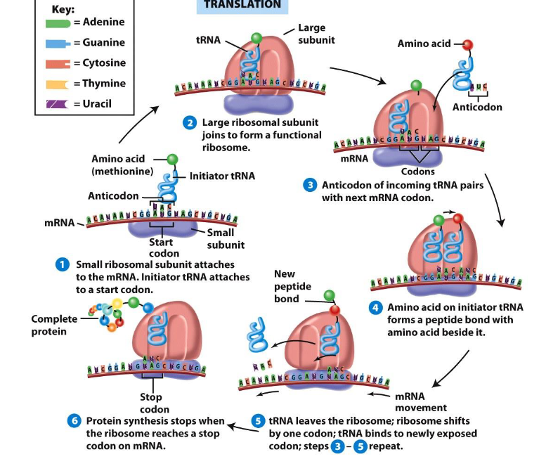 <p>The process of converting mRNA information from nucleic acid language to amino acid language.</p>