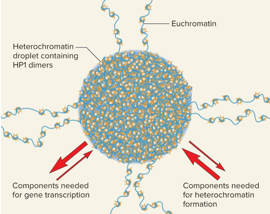 <ul><li><p>formation of liquid-like compartments formed by macromolecules that become concentrated in a given location and come out of solution</p></li><li><p>nucleolus, located inside nucleus, is formed by LLPS</p></li><li><p>Heterochromatin may undergo LLPS</p></li></ul><p></p>