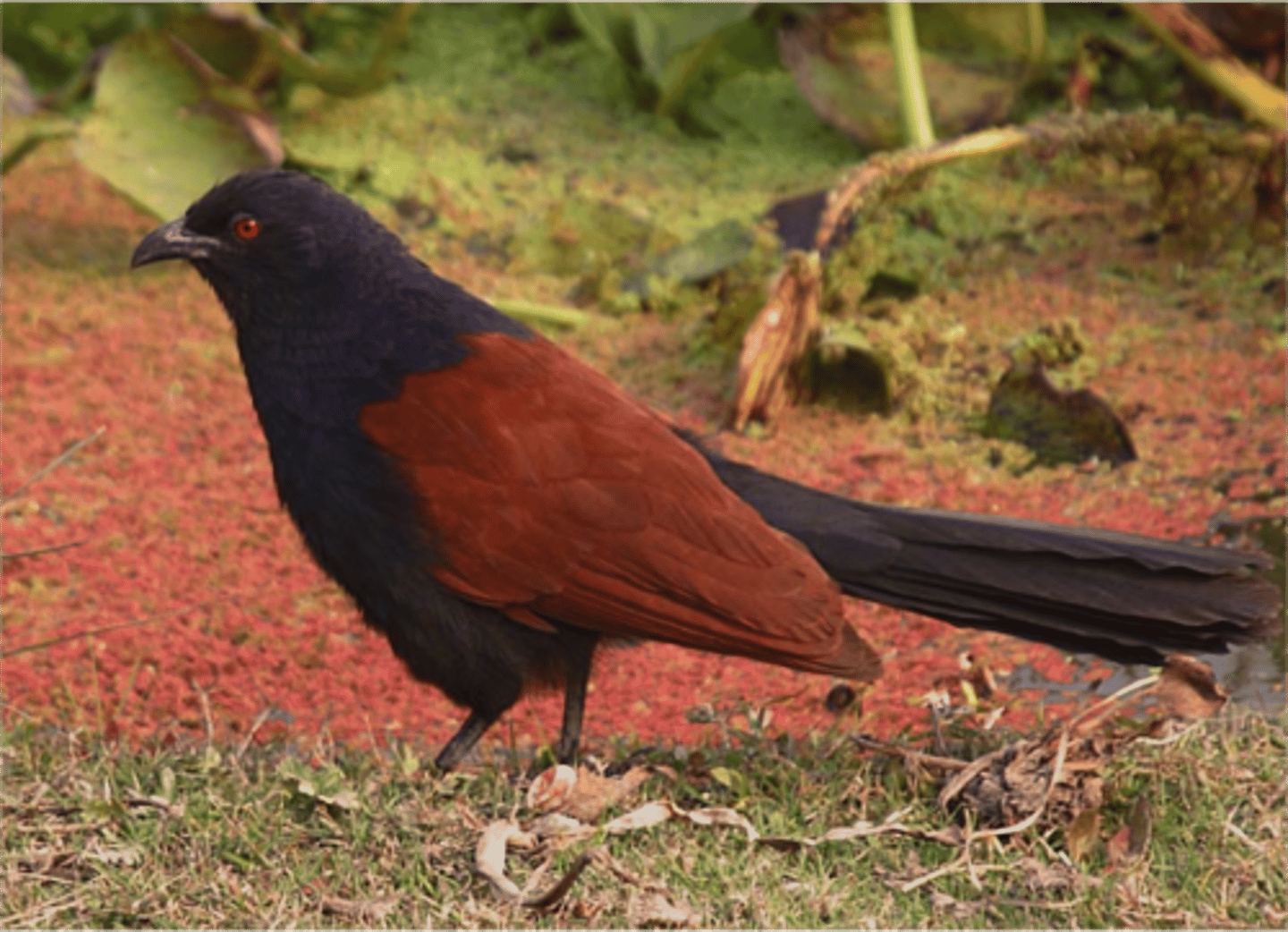 <p>long tails, poor fliers, eats insects, snails, and small vertebrates</p>