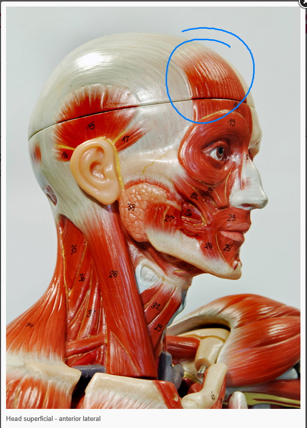 <p>What is the name of the muscle circled </p>