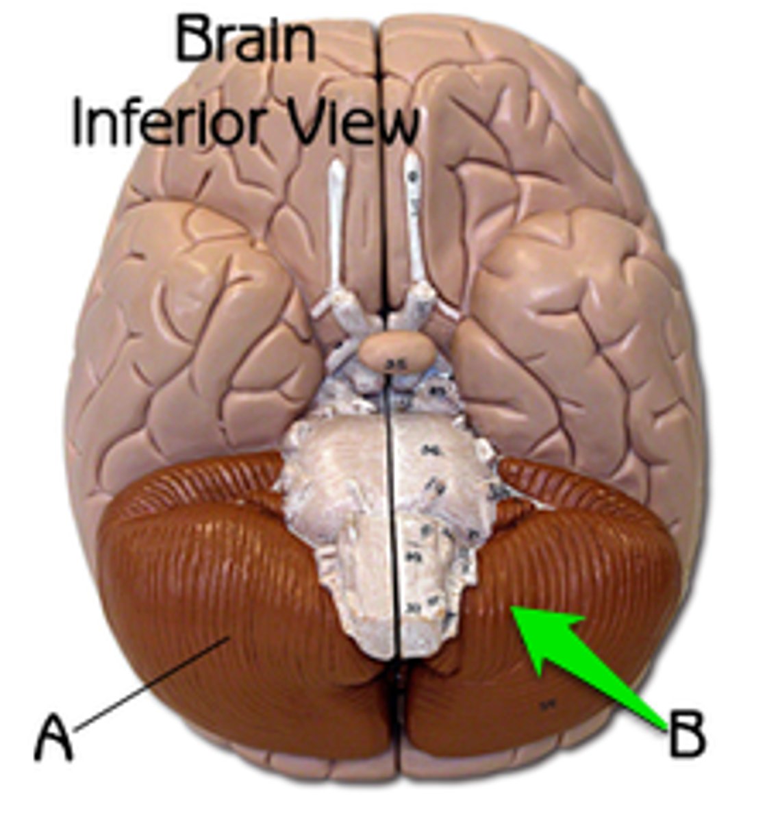 knowt flashcard image