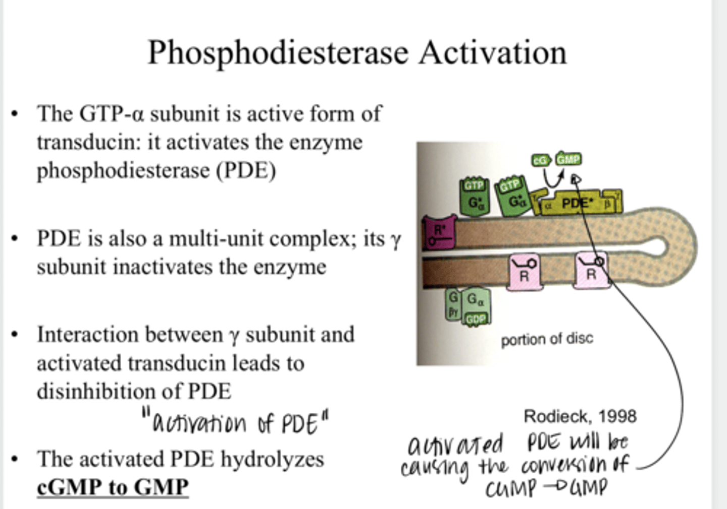 <p>What is the function of PDE in the phototransduction cascade?</p>