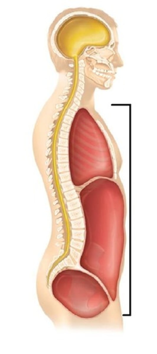 <p>Made up of the thoracic cavity and the abdominopelvic cavity separated by the diaphragm.</p><p>Also known as the anterior cavity.</p>