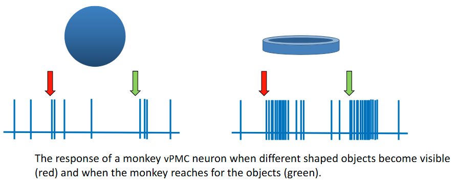 <p>Many ventral premotor neurons respond to preferred shapes. This neuron prefers a ring and responds strongly both when the stimulus is presented and when the monkey reaches for the object. It responds much less strongly to a sphere.</p>