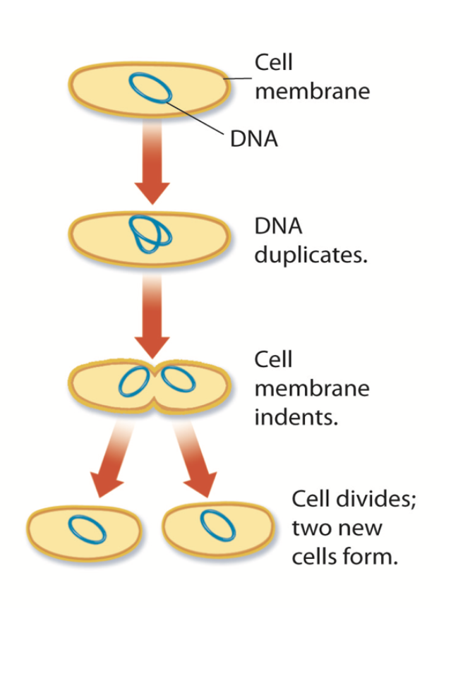 <ol><li><p class="">The cell makes a copy of its DNA&nbsp;(its genetic material).</p></li><li><p class="">The DNA copies move to opposite sides&nbsp;of the cell.</p></li><li><p class="">The cell starts to split down the middle.</p></li><li><p class="">It fully separates into two new cells&nbsp;that are&nbsp;genetically identical&nbsp;to each other.</p></li></ol><p></p>
