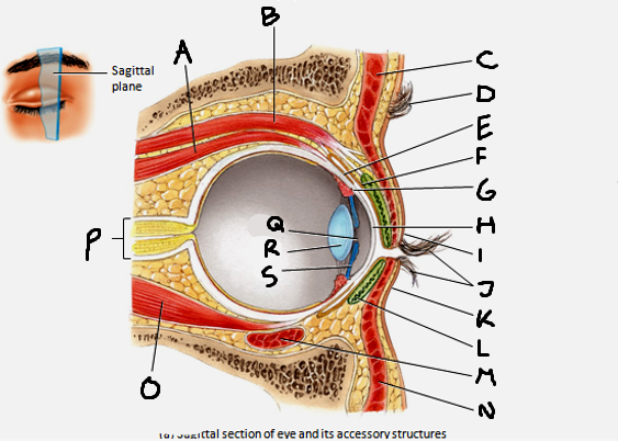 <p>superior rectus muscle</p>