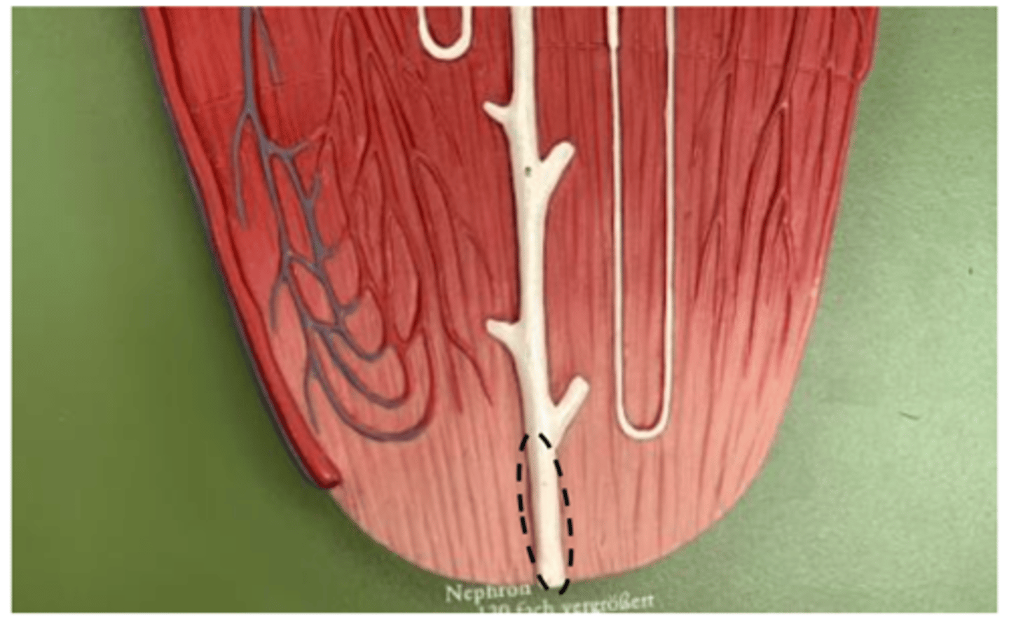 <p>below last branch</p><p></p>