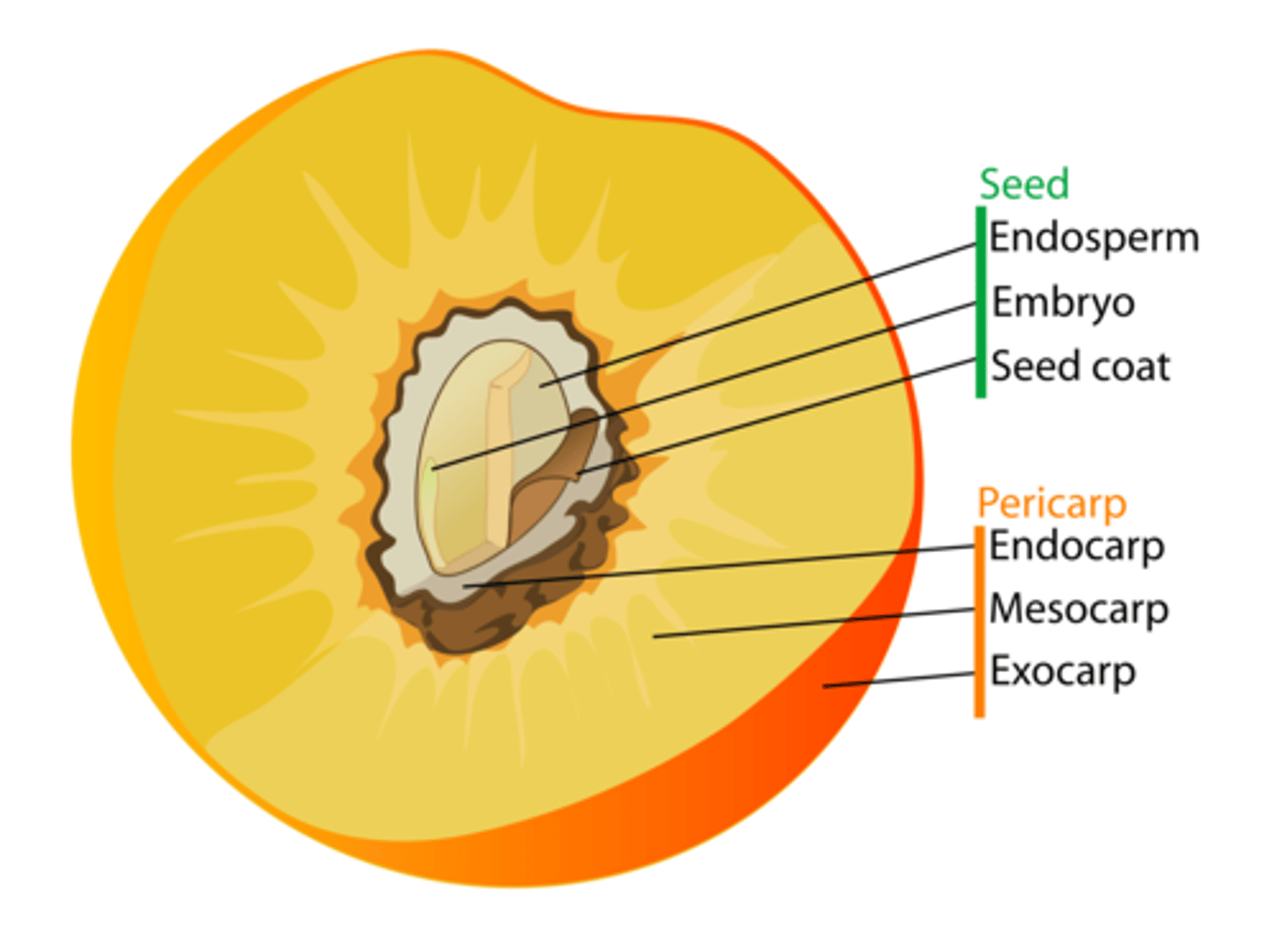 <p>-Develop from ovaries after fertilization</p><p>-Protect seeds + aid in dispersal (fruit consumed by animal, excrete the seeds)</p><p>-Vegetables: everything else, leaves, roots</p>