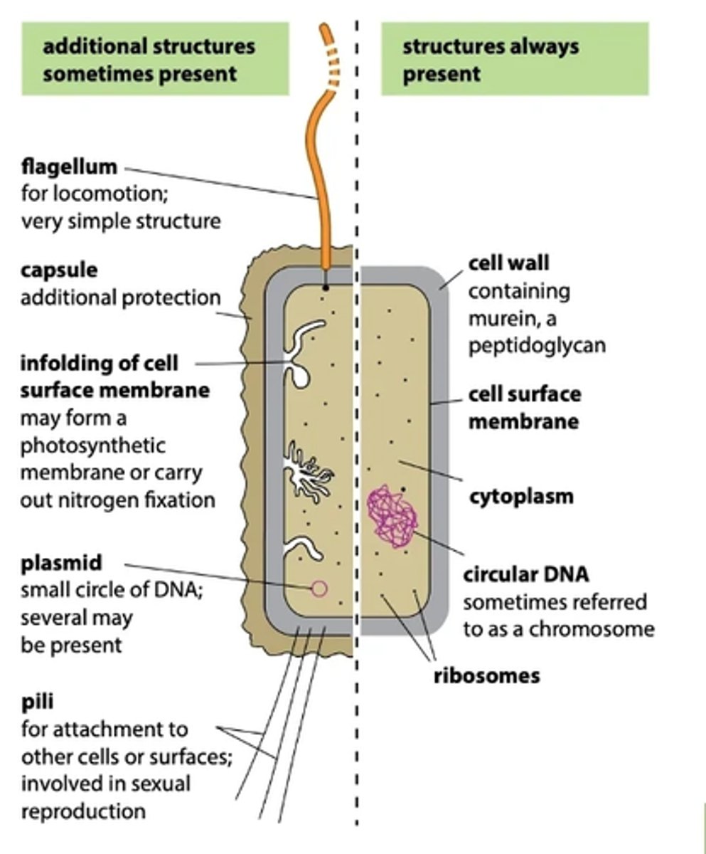 <p>- Cell wall (made of murein - a glycoprotein)</p><p>- Cell surface membrane</p><p>- Free circular DNA molecule in cytoplasm</p><p>- Ribosomes (70S ribosomes)</p><p>- Cytoplasm</p><p>- Capsule surrounding the cell wall (in some)</p><p>- One or more plasmids (in some)</p><p>- One or more flagella (in some)</p><p>NOTE: you only need to know the structures we have outlined, you do not need to know any of the functions (expect of course the ones that we have made separate flashcards for)</p>
