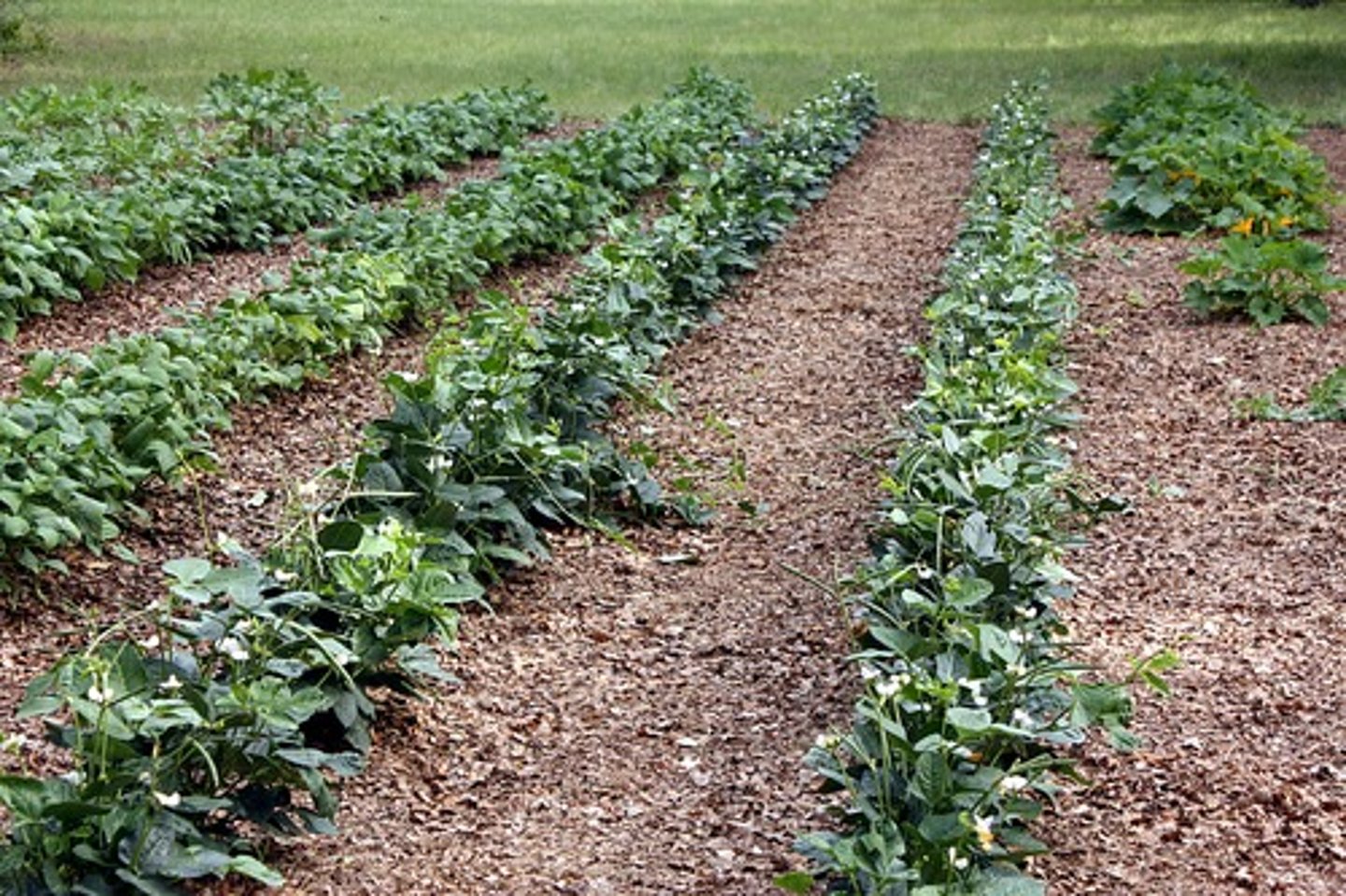 <p>orchard</p>
