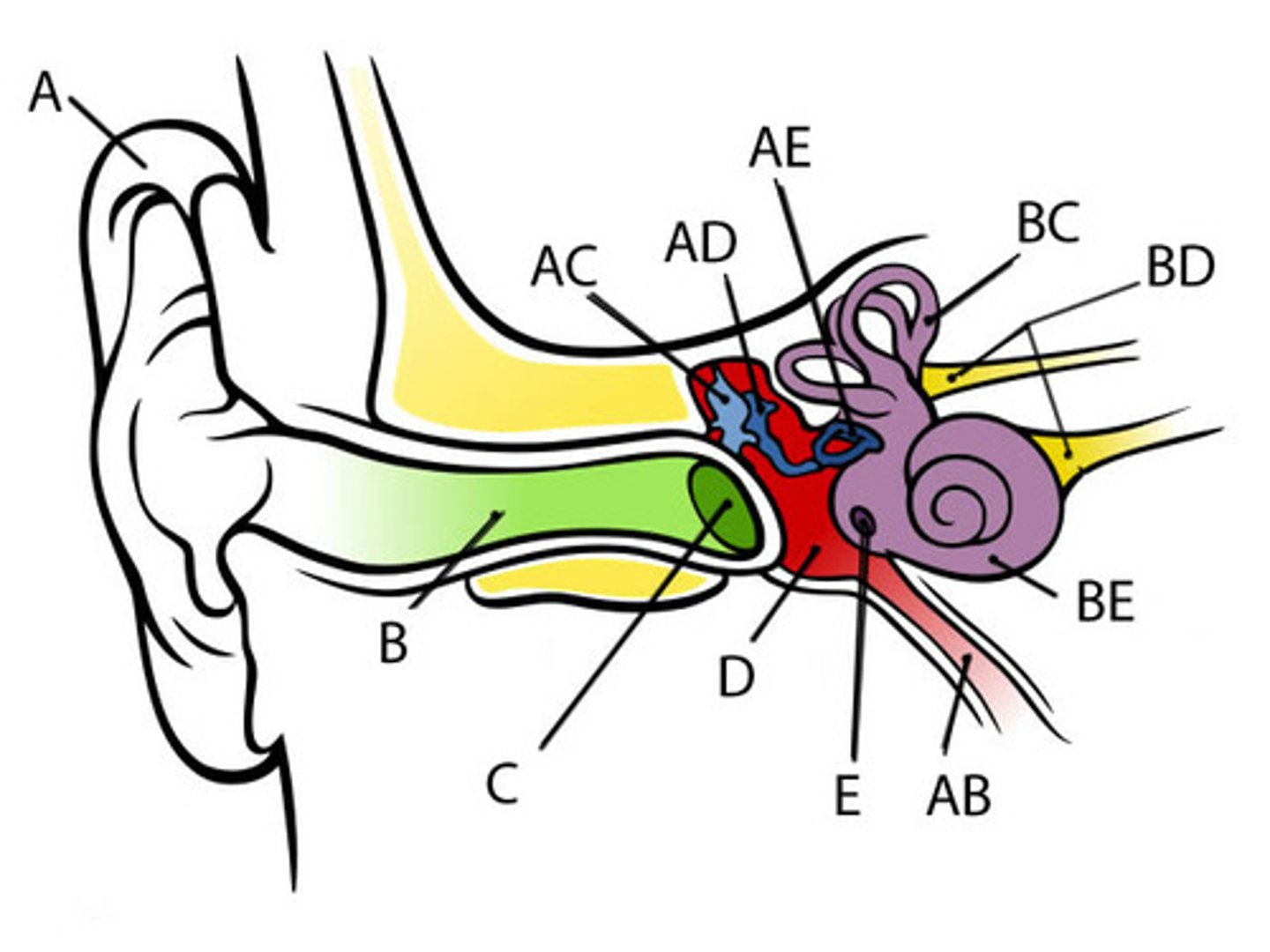 <p>Outside of the ear that you see, captures sound as sound waves go through</p>