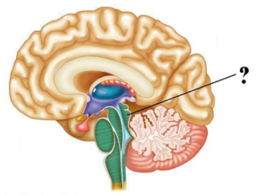 <p><span><span>Identify the indicated structure of the brain.</span></span></p>